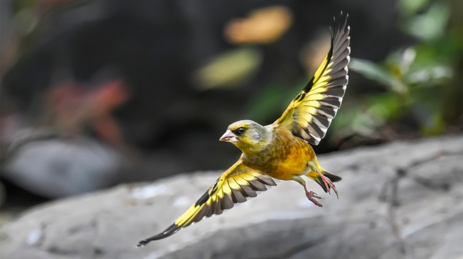 一坨金子坠地，见者有份