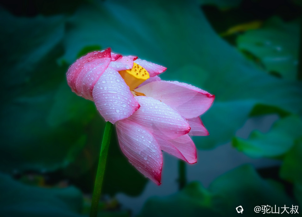 DSC09113-0 - 副本.jpg