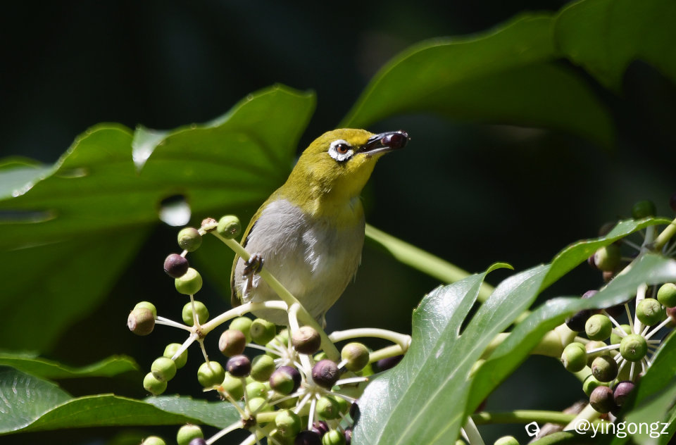 DSC_5102_副本.jpg