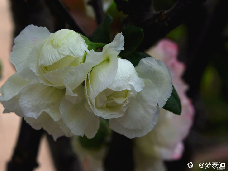 DSC02319_副本.jpg