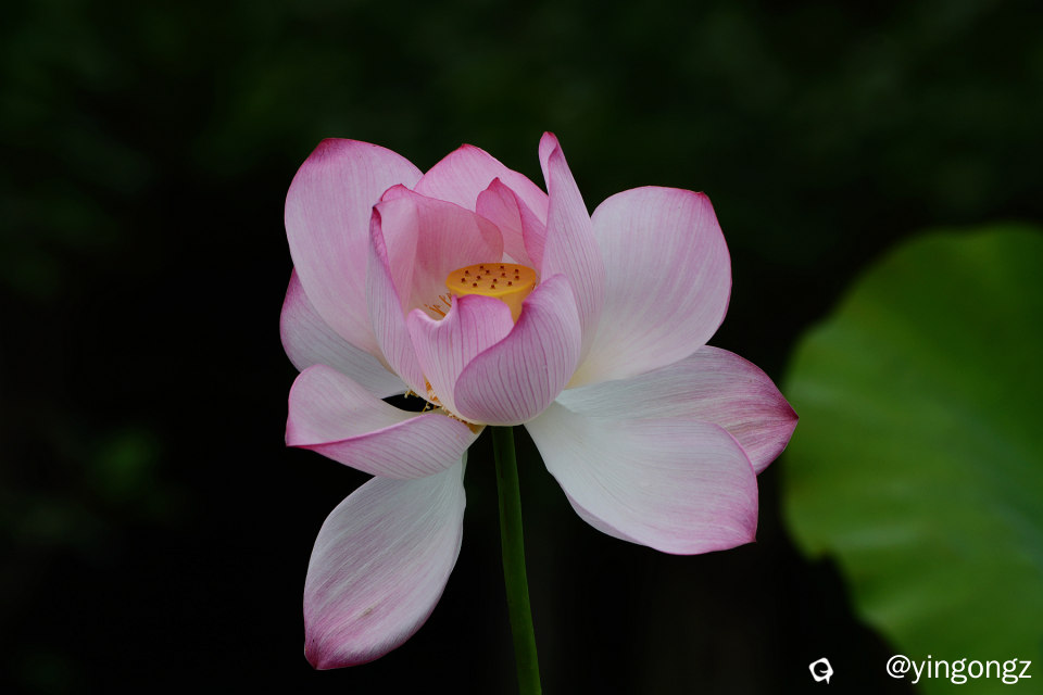 DSC_5922_副本.jpg