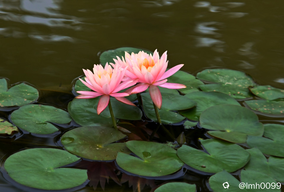 DSC_6620_副本.jpg