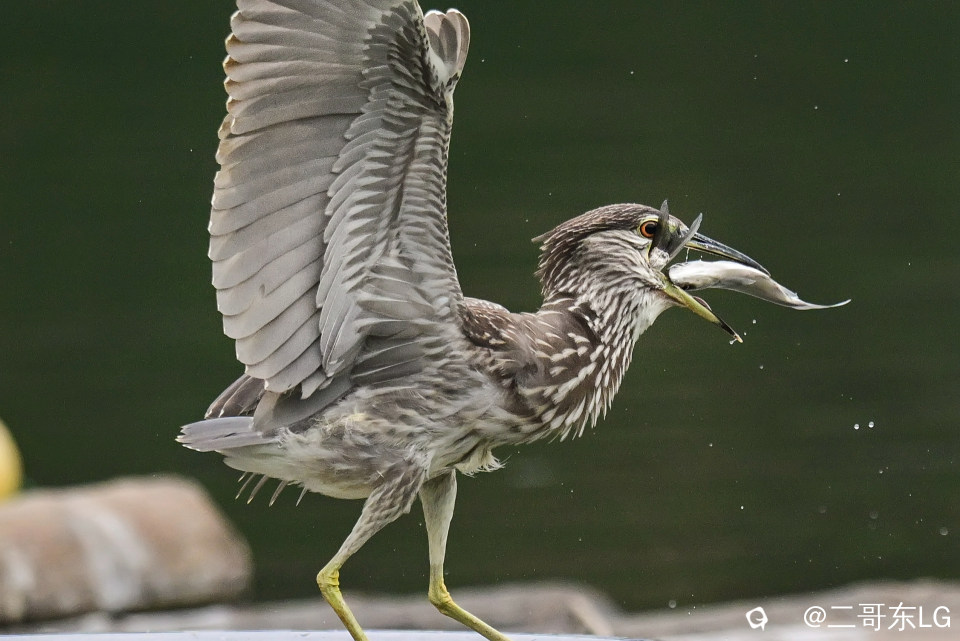 绿鹭干饭 (11).jpg