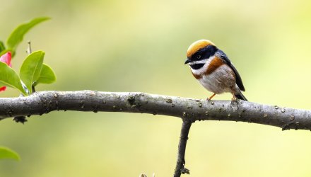 近日收获山雀、啄木鸟和国保二级凤头鹰美照几张