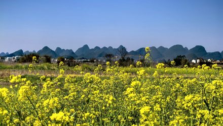 桂林近郊春行：油菜花正艳，远山云欲低