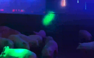 解压养猪两不误！ 广西一男子在猪圈内建&ldquo;迪厅&rdquo;