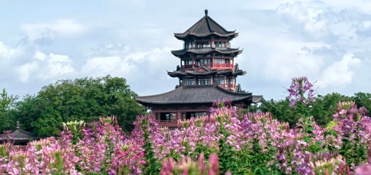 桂林园博园醉蝶花开