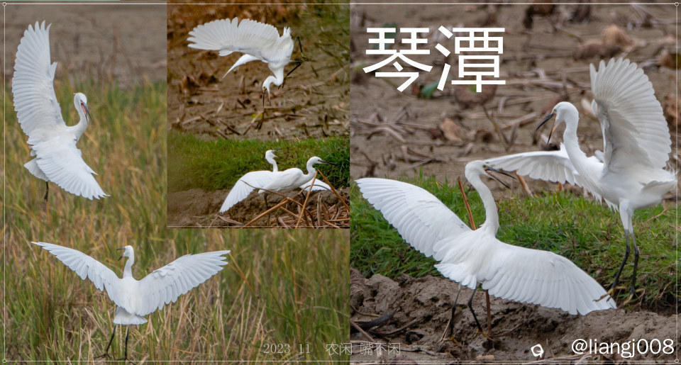 农闲 嘴不闲_副本.jpg
