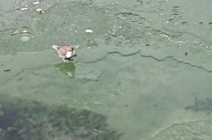 太厉害了！小鸟潜水捕鱼一气呵成，网友：河乌，雀形目唯一会游泳的三栖小鸟