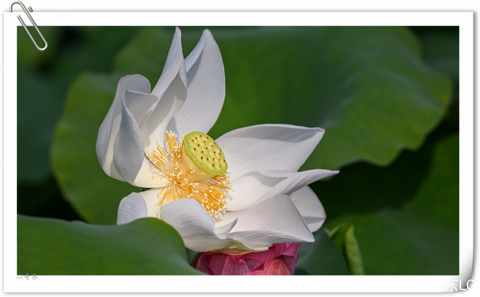 艳丽荷花 (13).jpg