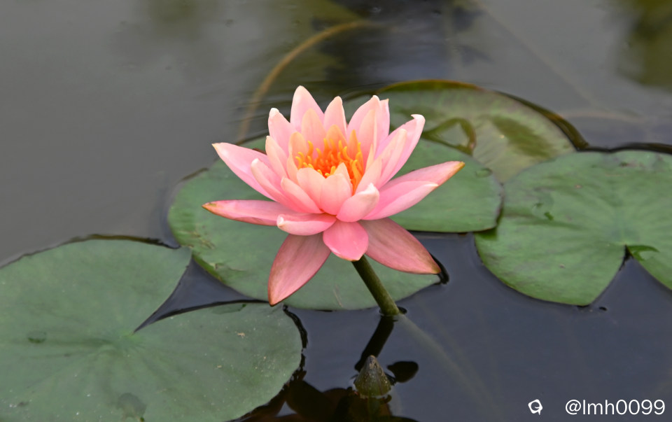 DSC_6615_副本.jpg