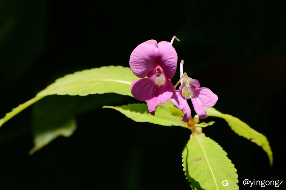 DSC_5962_副本.jpg