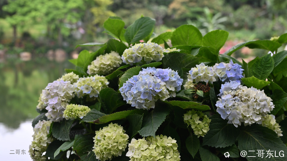 三月三青秀山花展 (8).jpg