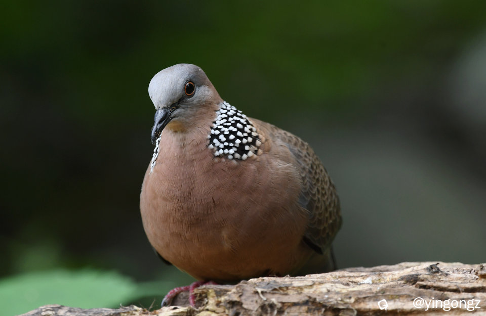 DSC_2255_副本.jpg