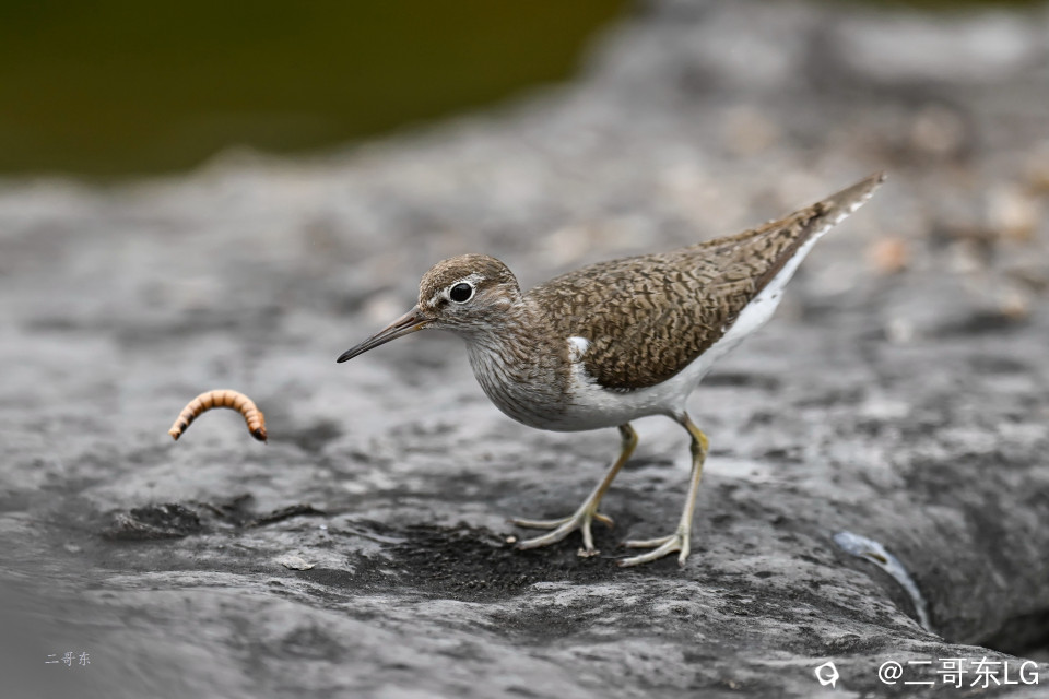 矶鹬 jī yù (27).jpg
