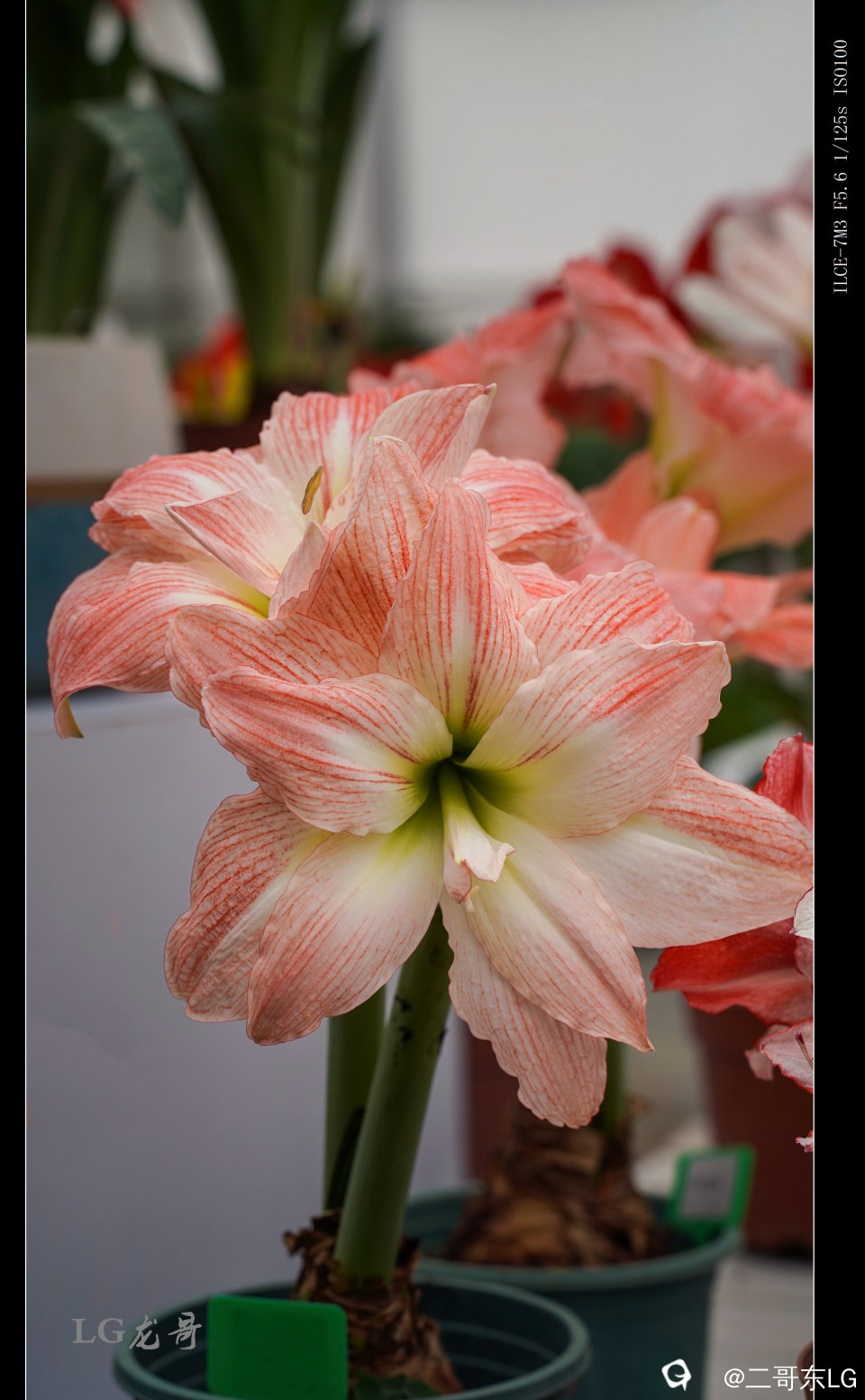 15巨花黛丝 (3).jpg