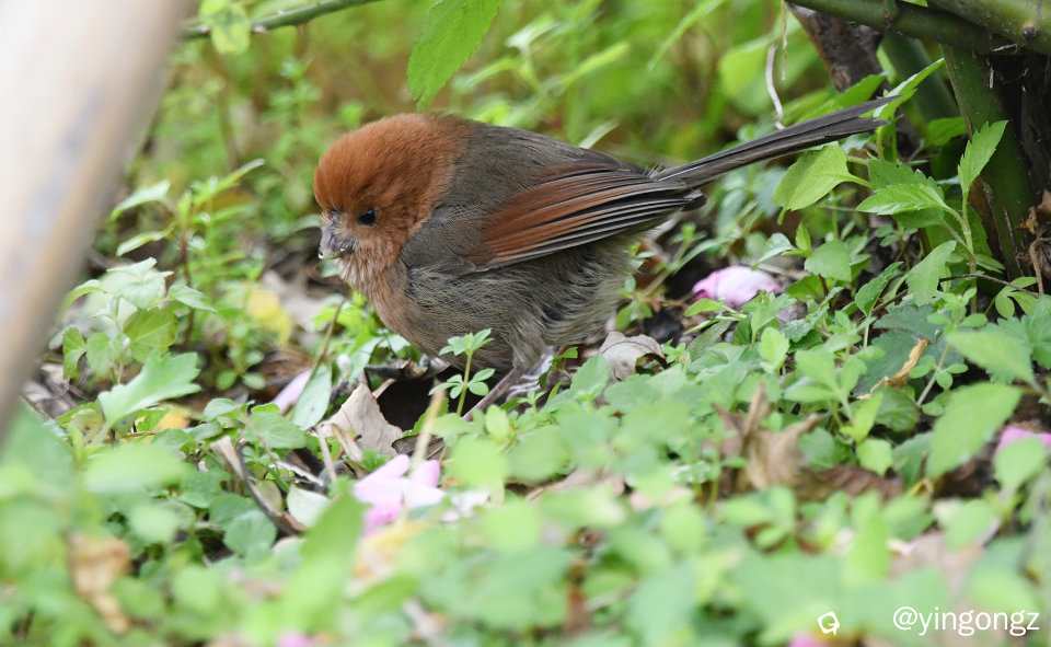 DSC_3348_副本.jpg