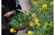 今年吃&ldquo;野菜&rdquo;第一批中招的人出现了！专家紧急提醒，这几类人群慎食&rarr;