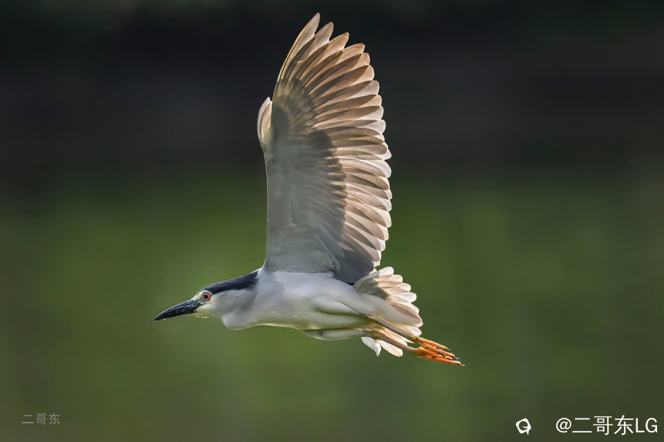 飞鹭 (6).jpg