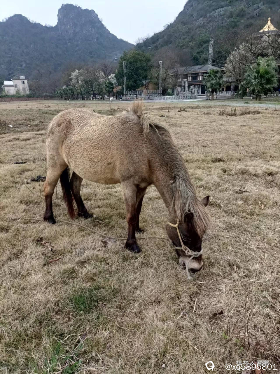 甲宅矮马