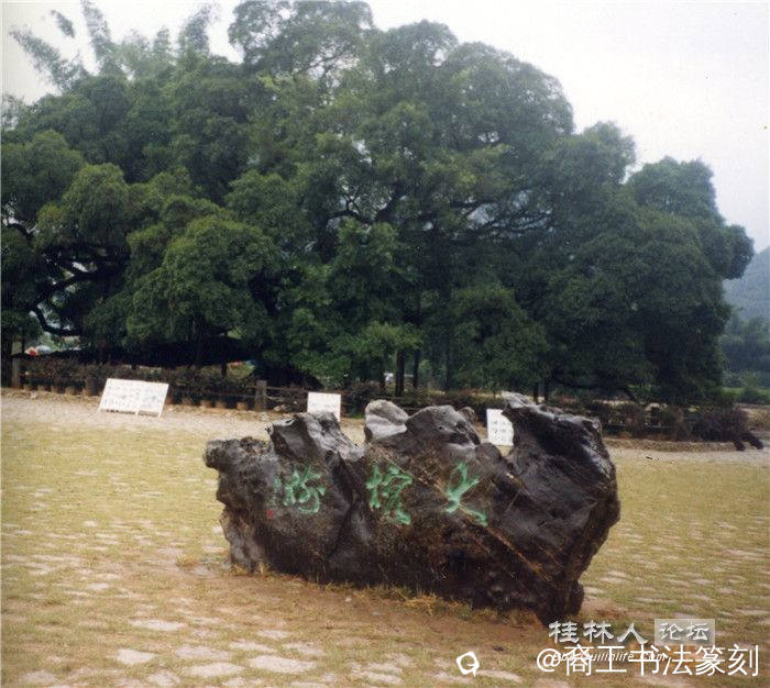 20--2002阳朔大榕树（2002）.jpg