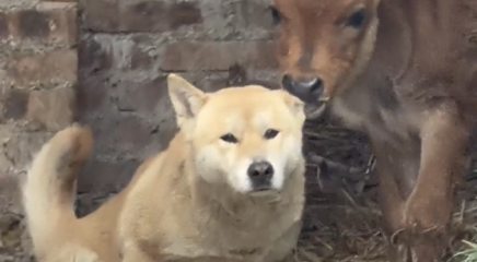 正宗&ldquo;牛&rdquo;氏采耳！桂林男生拍到自家牛正在享用它的&ldquo;折耳根&rdquo;！網(wǎng)友：青春沒有售價(jià)，狗友入口即化