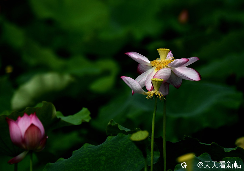DSC_4658_副本.jpg