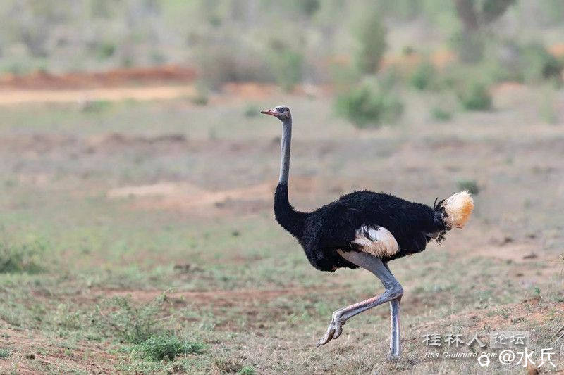 驼鸟1146_副本.jpg