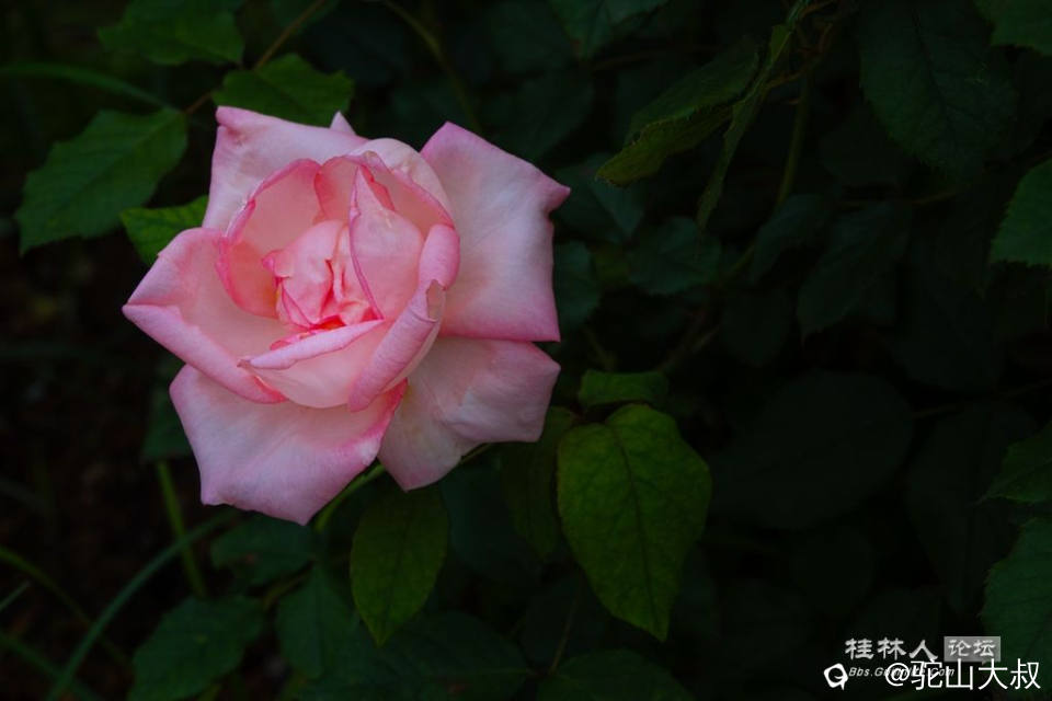 DSC07135-0 - 副本.jpg