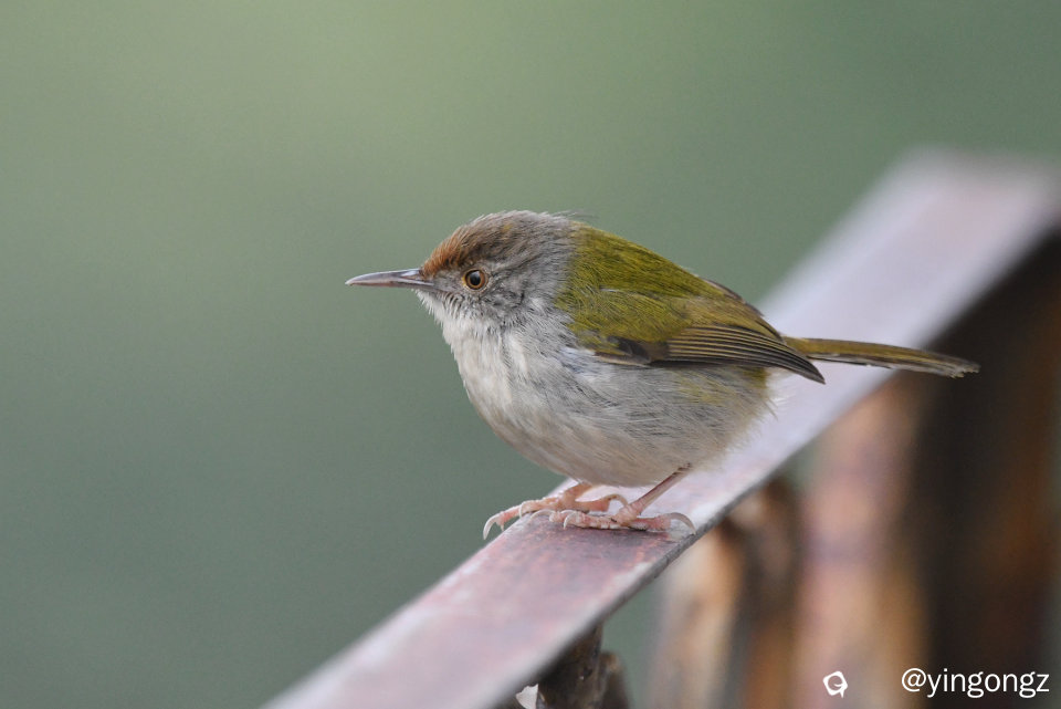 DSC_2563_副本.jpg