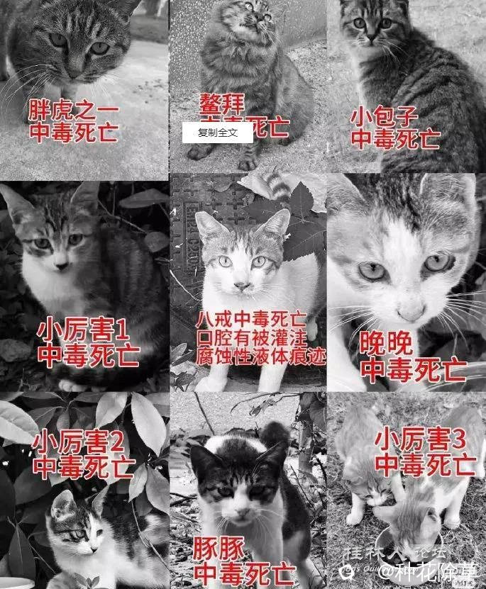 虐猫.jpg