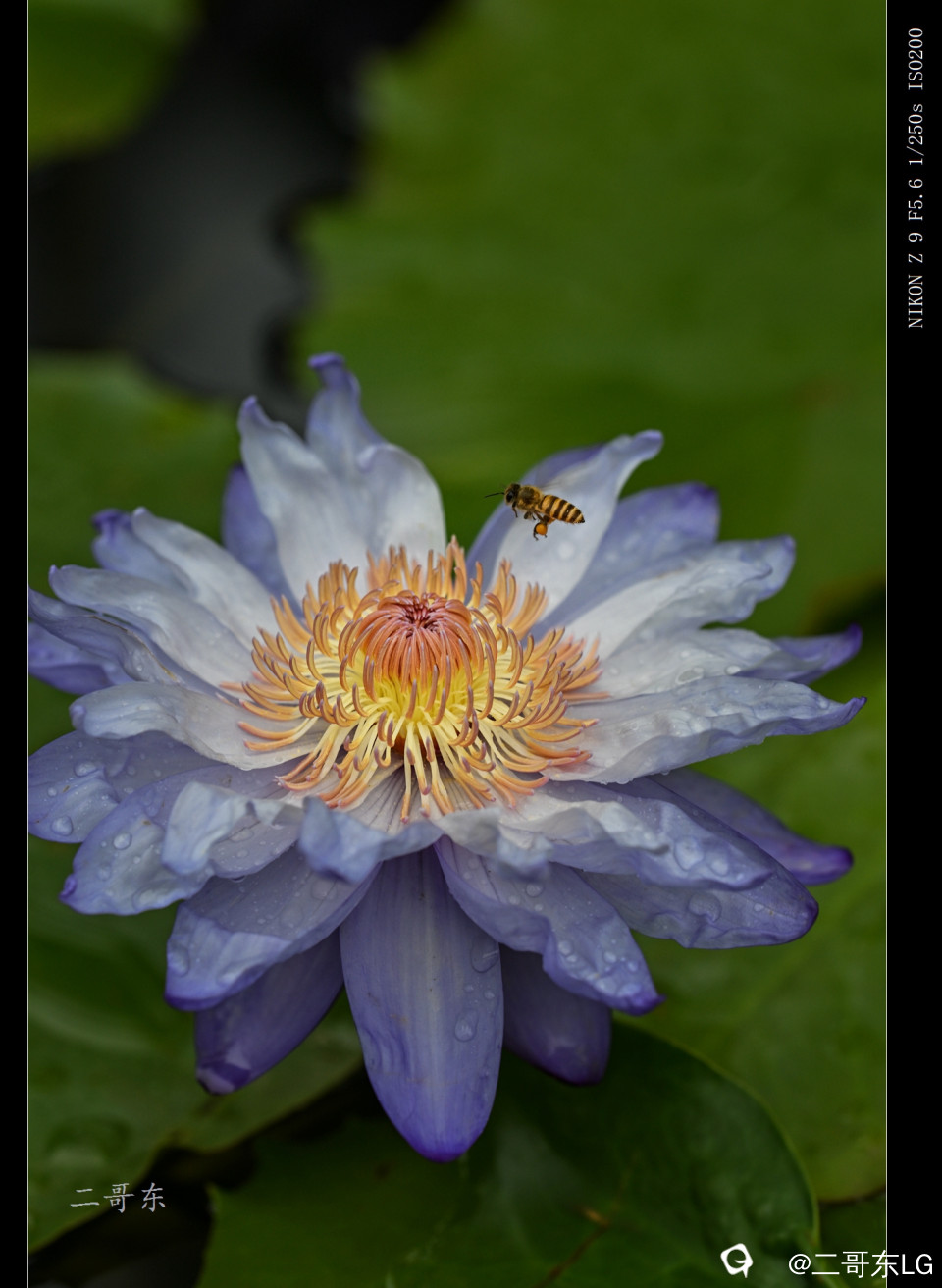 精品莲花 (24).jpg