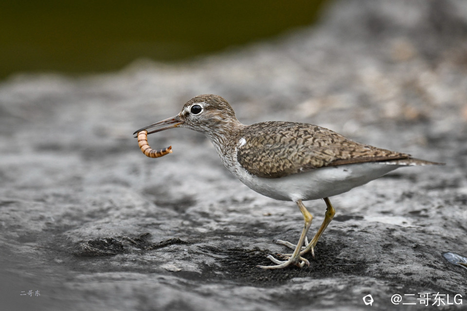 矶鹬 jī yù (31).jpg
