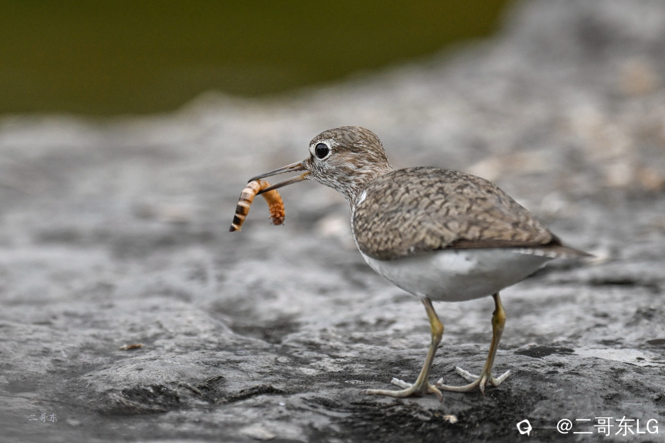 矶鹬 jī yù (35).jpg