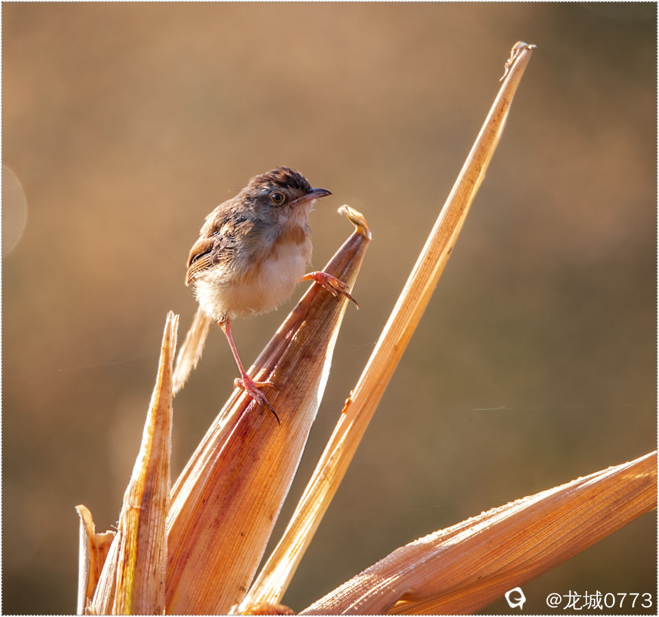 BG9I7013_副本.jpg