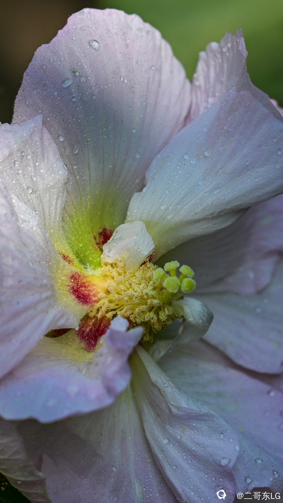 木芙蓉 (1).jpg