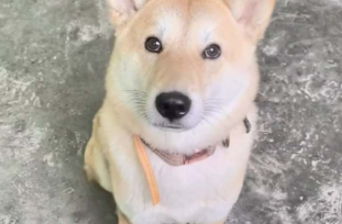 女生求助：廣西小土狗向主人哼唧跺腳是什么意思？