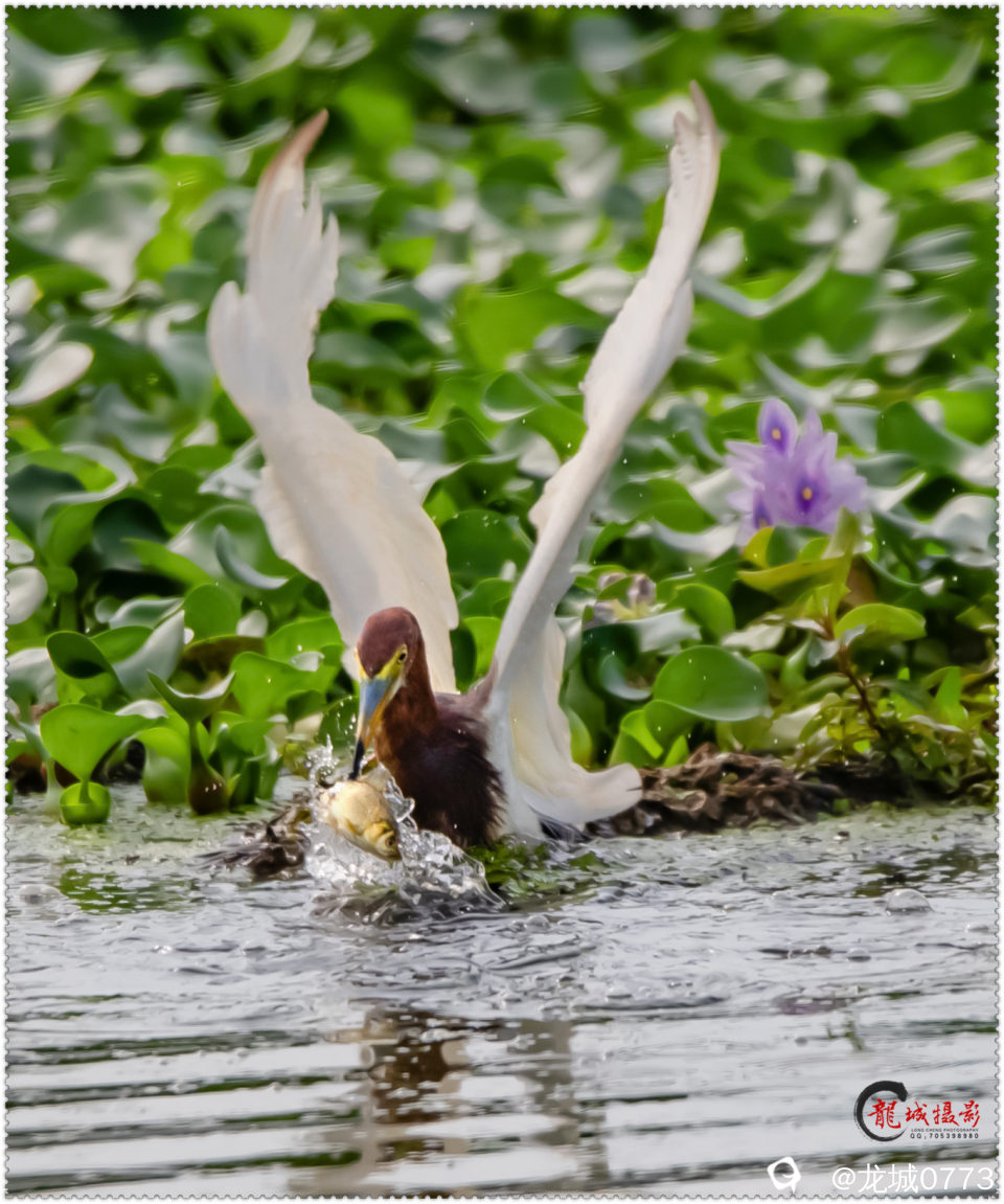 BG9I3689.jpg