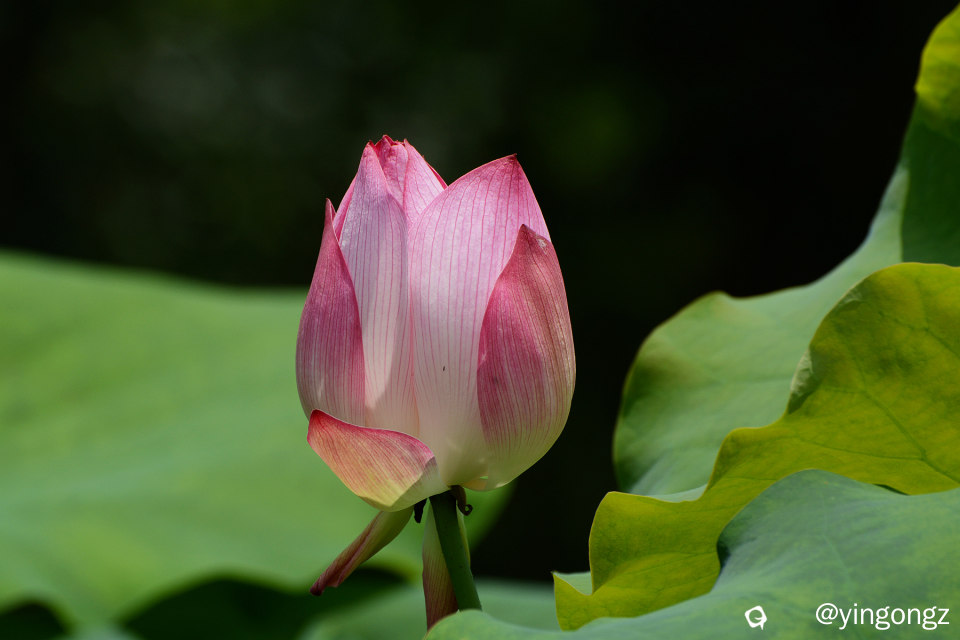 DSC_5902_副本.jpg