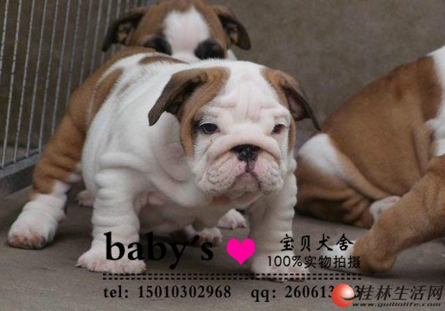 ���ִ���Ӣ����ţȮ����Ǯһֻ����Ӣ����ţȮ�۸�