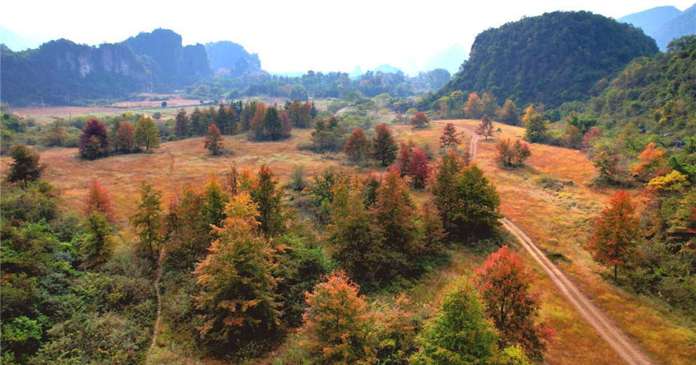 百寿穿岩红枫谷，大草坪映红枫美成油画！
