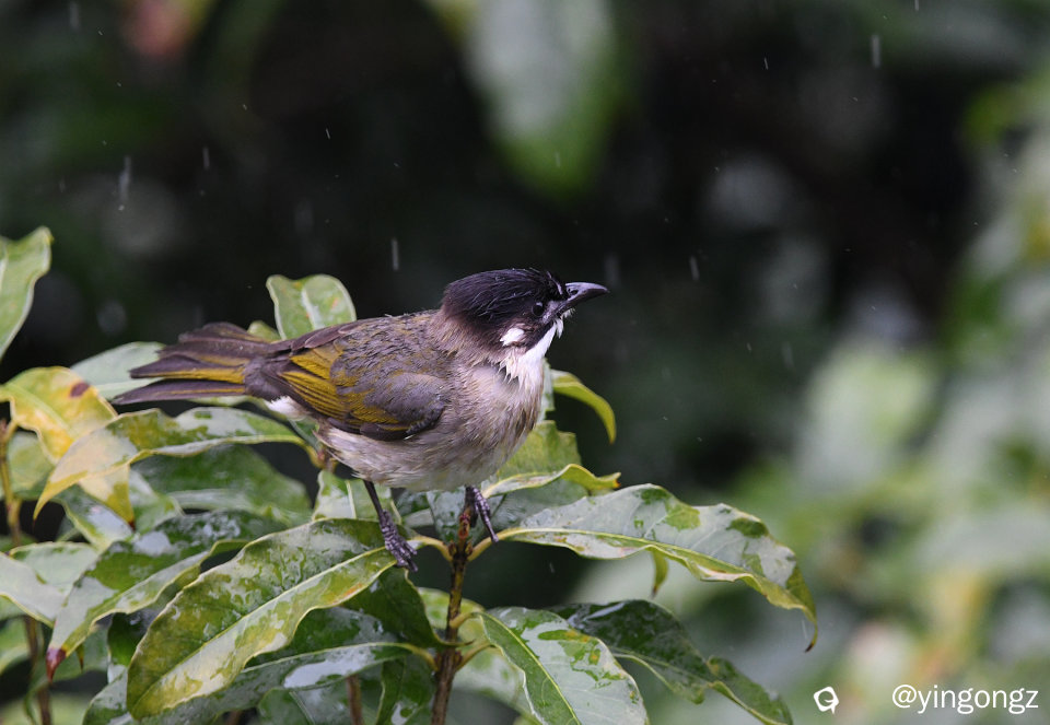 DSC_1351_副本.jpg