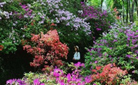 桂林植物园杜鹃花开的太壮观了
