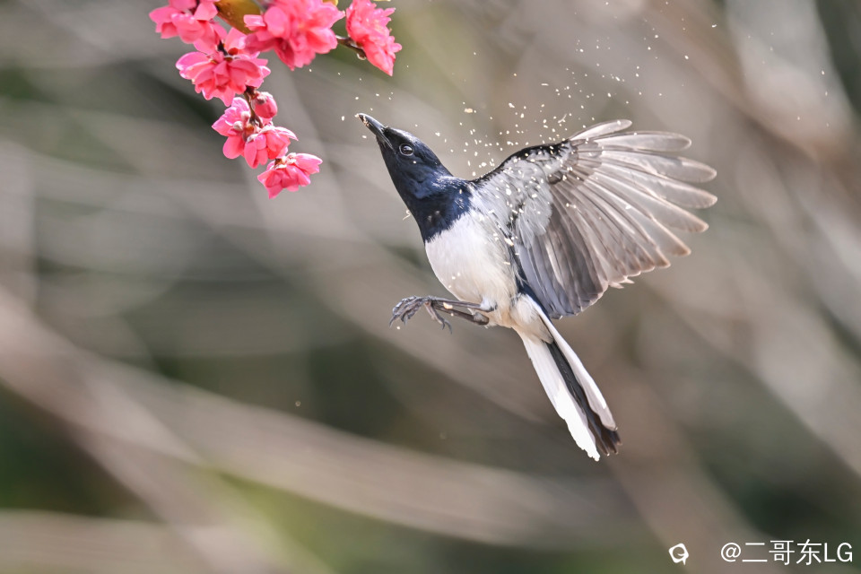 鹊鴝戏桃花 (4).jpg