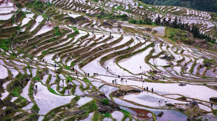 五一期间龙脊开耕节不容错过