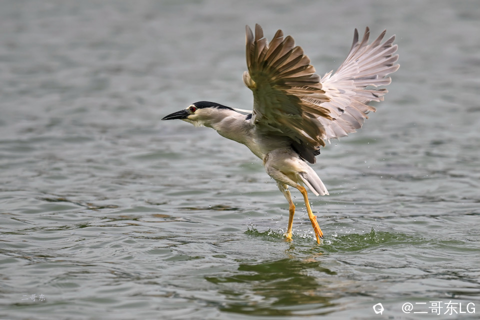 夜鹭起飞 (3).jpg
