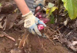 广西山里的&ldquo;宝藏&rdquo;芭蕉芋原来长这样！网友：这都是80、90后的回忆啊