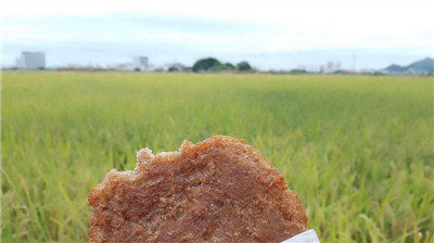 又見梅林湖的稻田，感受一下豐收的喜悅