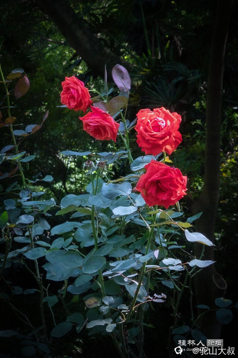 DSC07255-0.jpg