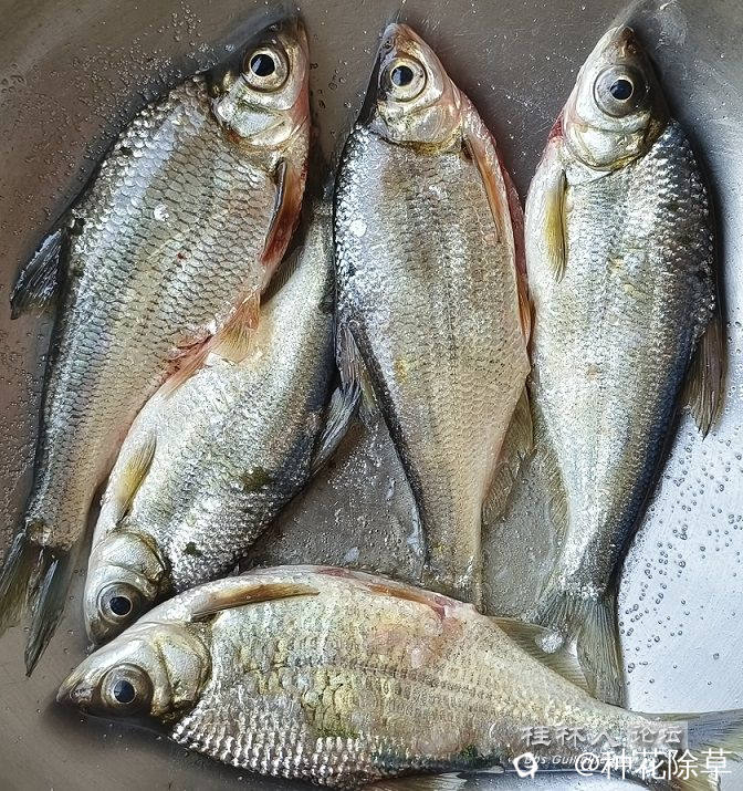 团头鲂.jpg